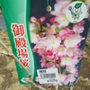 【日々徒然】自宅の桜の苗木、開花。