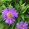 紫苑の花　小さな蜘蛛