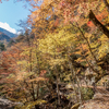 紅葉狩りライド2021：秩父往還、入川森林軌道