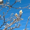 ２月の早朝太極拳は２月１１日です。朝７時３０分より行います。