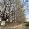 三重のお散歩〜石垣池公園(鈴鹿市)の桜🌸