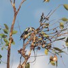 ズグロサメクサインコ(Northern Rosella)