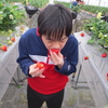 いちご狩り60分食べ放題で満腹