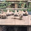 上野動物園のプレーリードッグは演技をするらしい