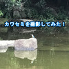 カワセミを撮影してみた！