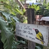 与太郎小日記「タイの野鳥カフェ Bird Coffee」