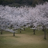 夜明けの桜
