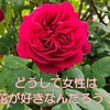 どうして女性は花が好きなんだろう？