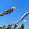 【京成実籾】実籾本郷公園のこいのぼり  May 2019