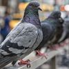 鳩の糞 (フン)は病原菌だらけ：感染した子どもが死亡！ (BBC-Health, January 22, 2019)