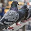 鳩の糞 (フン)は病原菌だらけ：感染した子どもが死亡！ (BBC-Health, January 22, 2019)