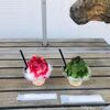 小千谷のルメルシーでかき氷を初体験！ふわふわ食感と心地よい景色と。