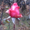 雨中の冬薔薇