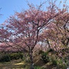 河津桜花見三昧
