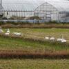 関東で震度４が１カ月ぶり