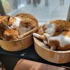 サプリ「ビオフェルミンS錠」を飲む猫の腎臓のお話