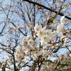 桜開花してきましたね！