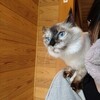 ちーちゃん（新名・めいちゃん）