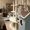 雨田甘夏、ねこリンガルです。【猫と熱意とコミュニケーション事情】
