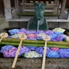 藤森神社の紫陽花と大椿