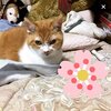 猫写真♯648