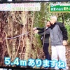 ＹＡＢで、能満寺などのシイの木（スダジイ）が紹介されました。