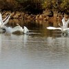 白鳥の飛び立ち・夫のスローシャッター撮影