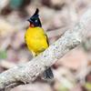 Black-crested Bulbul