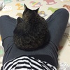 猫といち君