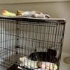 本日のお昼寝タイムはふたり一緒に。