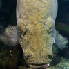 ピラルクー Arapaima sp.