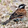 日本では珍鳥のシラガホオジロ　沖縄で久々に撮影