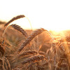 小麦から作れるあるモノ。
