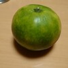 落ちたみかんも色づき始め…