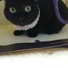 袋に入る猫