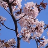 桜 2024 … Part 2