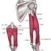 身体の仕組み～上腕三頭筋編～