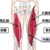 内側広筋と内転筋の関係。