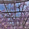 桜の後は何してたっけ？なゴールデンウィークは小田原城