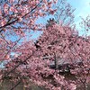 【京都】『長徳寺』に早咲きの桜を見に行ってきました。 京都桜 京都旅