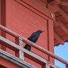 西新井大師三匝堂のカラス親子