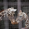 🦒上野動物園に行ってきました😊