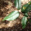 南山を登ってみよう　その３　いい香りの植物