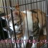 子猫のいる暮らし