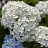 紫陽花のお知らせ