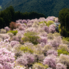 奈良の桜スポット。1000本の枝垂れ桜が見事な東吉野「高見の郷」へ。