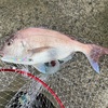 愛媛県伊予市近郊で真鯛を釣る！