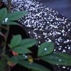 霰（あられ）から雪になった天気とAIのような作業