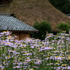 京都の夏　久多と花背