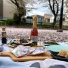 呑川緑地の桜、ふるはまの桜。